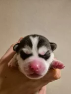 Sibiřský husky s PP