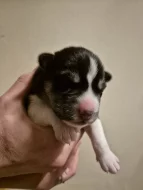 Sibiřský husky s PP