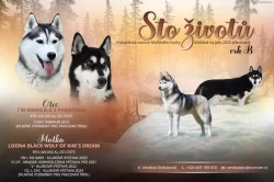 Sibiřský husky s PP