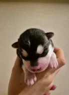 Sibiřský husky s PP