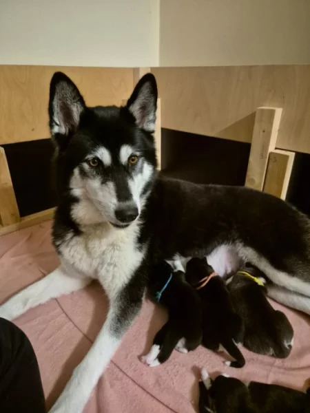 Sibiřský husky s PP