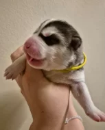 Sibiřský husky s PP