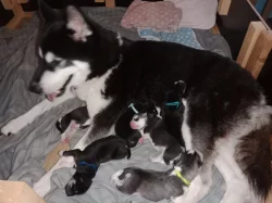 Sibiřský husky s PP