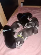 Sibiřský husky s PP