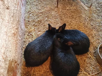 Prodám na chov mladé samce kříženců plemene Vm a Vss