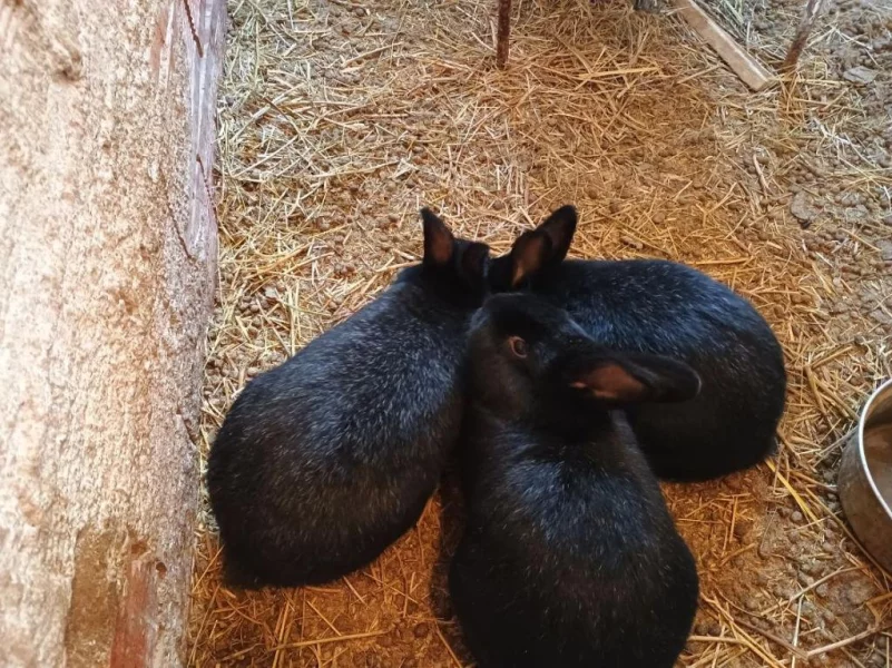 Prodám na chov mladé samce kříženců plemene Vm a Vss