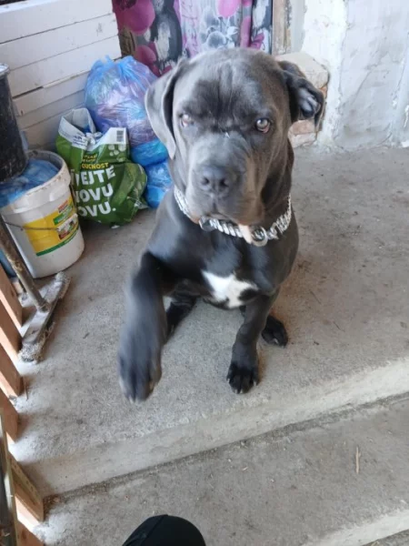 Prodám Cane Corso čistokrevný bez PP