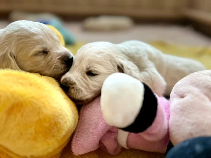 Zlatý retriever šteniatka s PP