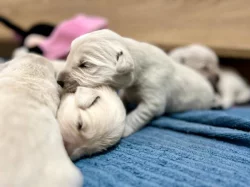 Zlatý retriever šteniatka s PP