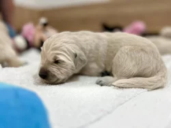 Zlatý retriever šteniatka s PP