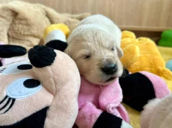 Zlatý retriever šteniatka s PP