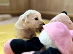 Zlatý retriever šteniatka s PP