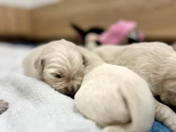 Zlatý retriever šteniatka s PP