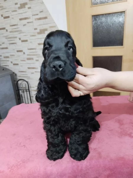 Anglický kokršpaněl s pp