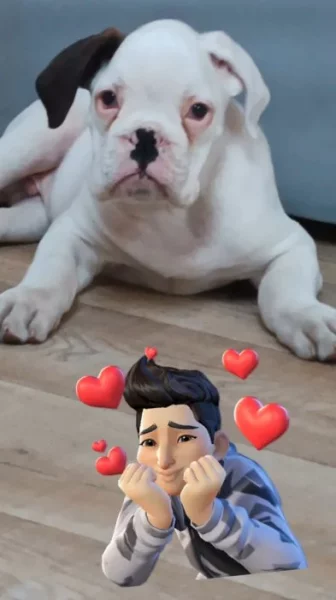 Prodam stene nemecky boxer bez pp na cene se muzeme dohoudnout