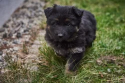 Německý ovčák - štěňata