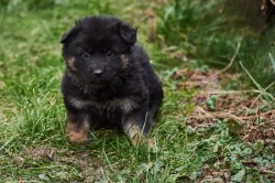 Německý ovčák - štěňata