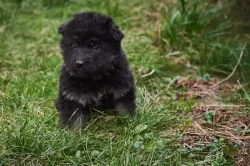 Německý ovčák - štěňata