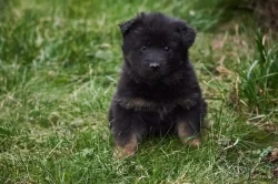 Německý ovčák - štěňata