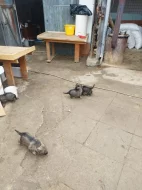 Štěňata německého ovčáka vlkošedá