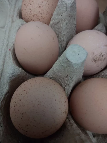 Násadová vejce Velsumek