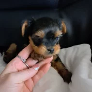 Jorkširský terier bez Pp