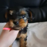 Jorkširský terier bez Pp