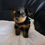 Jorkširský terier bez Pp