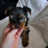 Jorkširský terier bez Pp