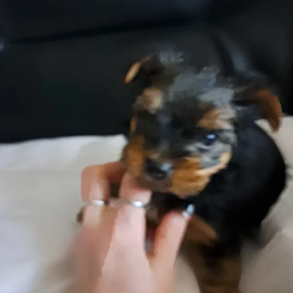 Jorkširský terier bez Pp