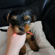 Jorkširský terier bez Pp