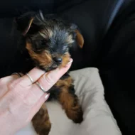 Jorkširský terier bez Pp