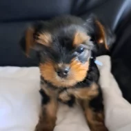 Jorkširský terier bez Pp