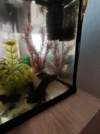 2x axolotl s akváriem.