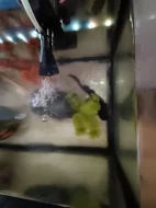 2x axolotl s akváriem.