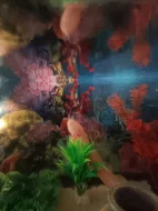 2x axolotl s akváriem.