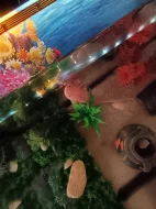 2x axolotl s akváriem.
