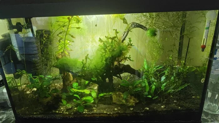 brno-vše musí pryč