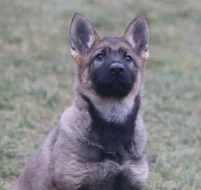 Německý ovčák s PP