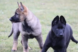 Německý ovčák s PP