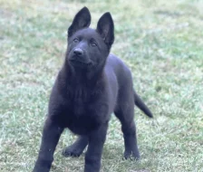 Německý ovčák s PP