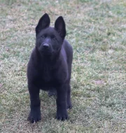 Německý ovčák s PP