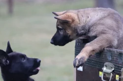 Německý ovčák s PP