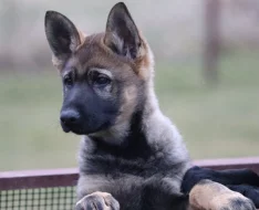 Německý ovčák s PP