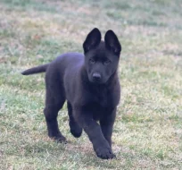 Německý ovčák s PP