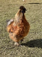 Kohouti hedvábničky velké