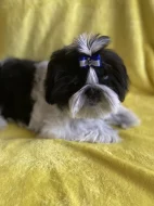 Prodej štěněte shit-tzu