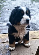 Bernský salašnický pes - štěňátka bez PP