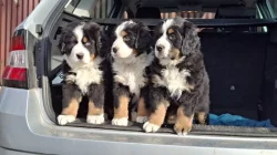 Bernský salašnický pes - štěňátka bez PP