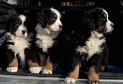 Bernský salašnický pes - štěňátka bez PP